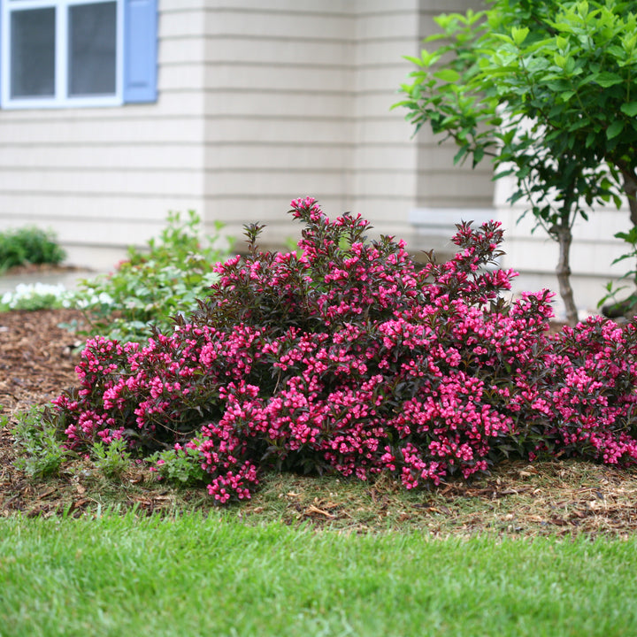 Spilled Wine® Weigela
