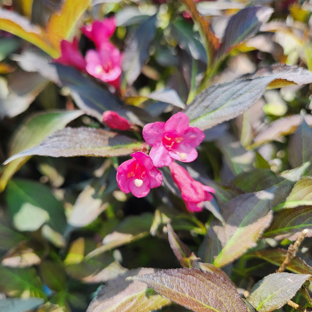Spilled Wine® Weigela