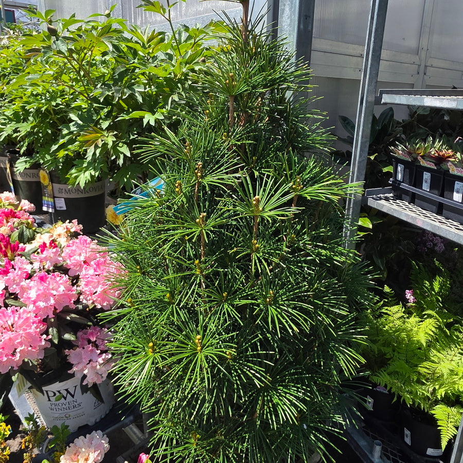 Joe Kozey Japanese Umbrella Pine