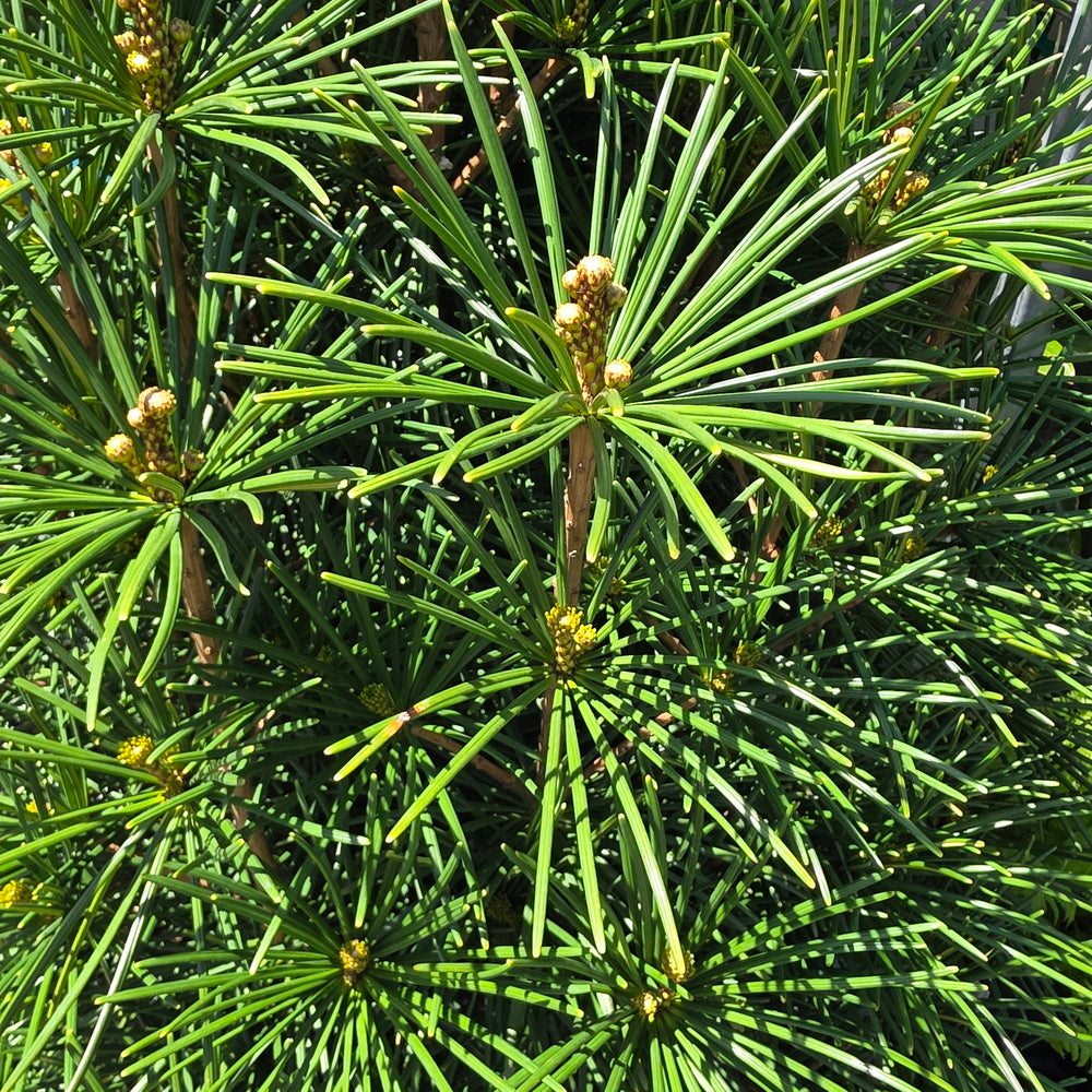 Joe Kozey Japanese Umbrella Pine