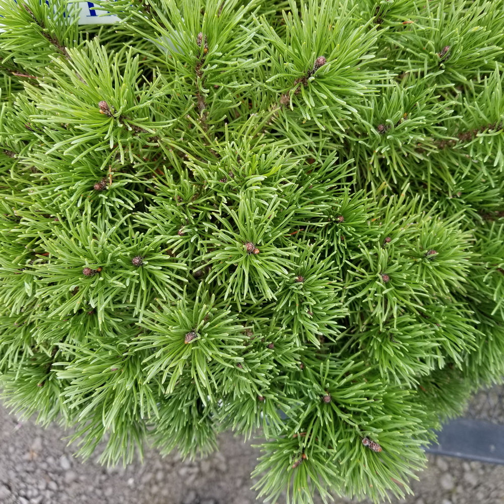 Mugo Pine