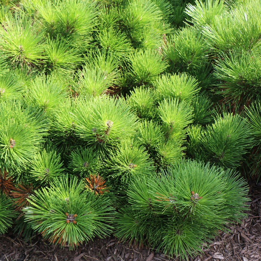 Mugo Pine