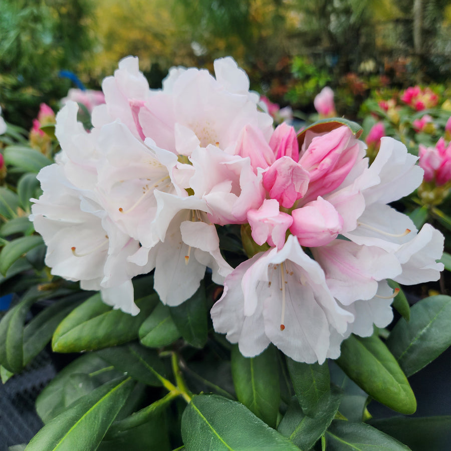 Yaku Princess Rhododendron