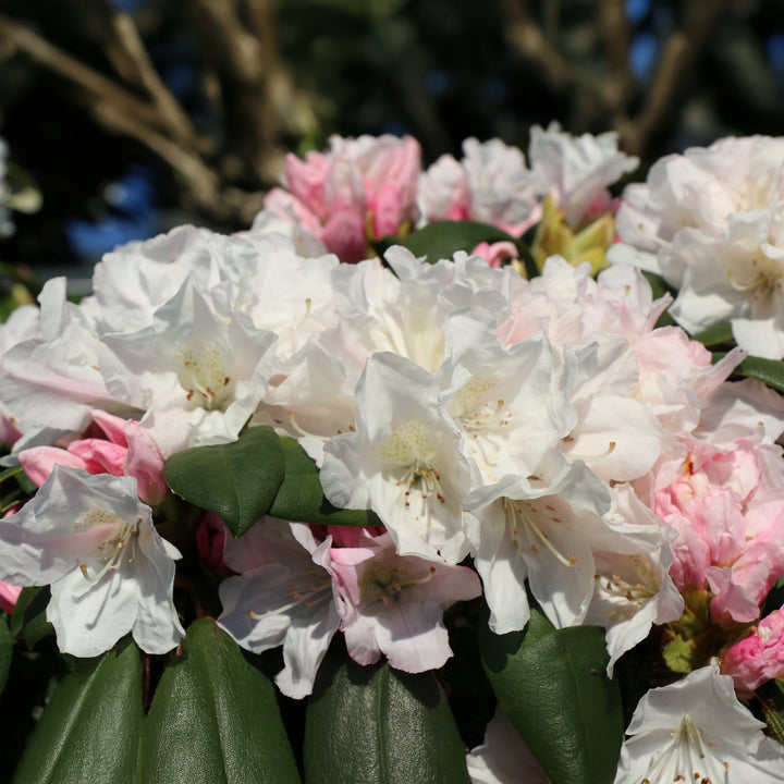 Yaku Princess Rhododendron