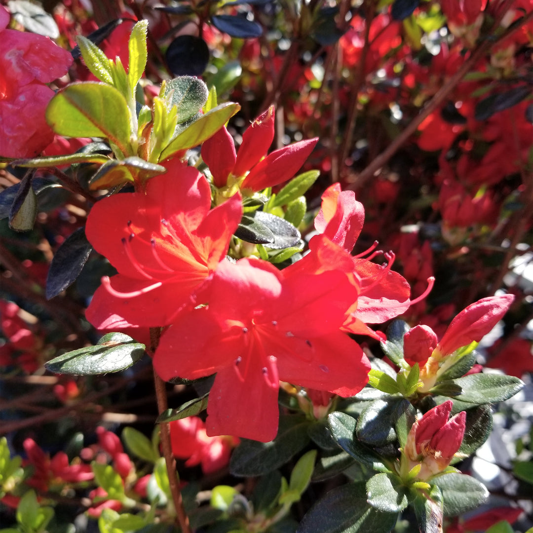 Stewartstonian Azalea