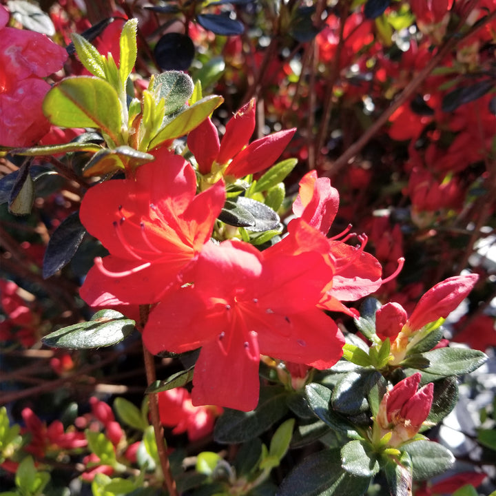 Stewartstonian Azalea