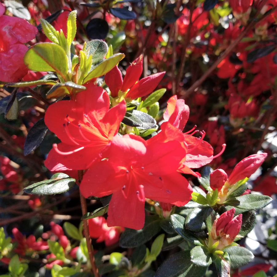 Stewartstonian Azalea