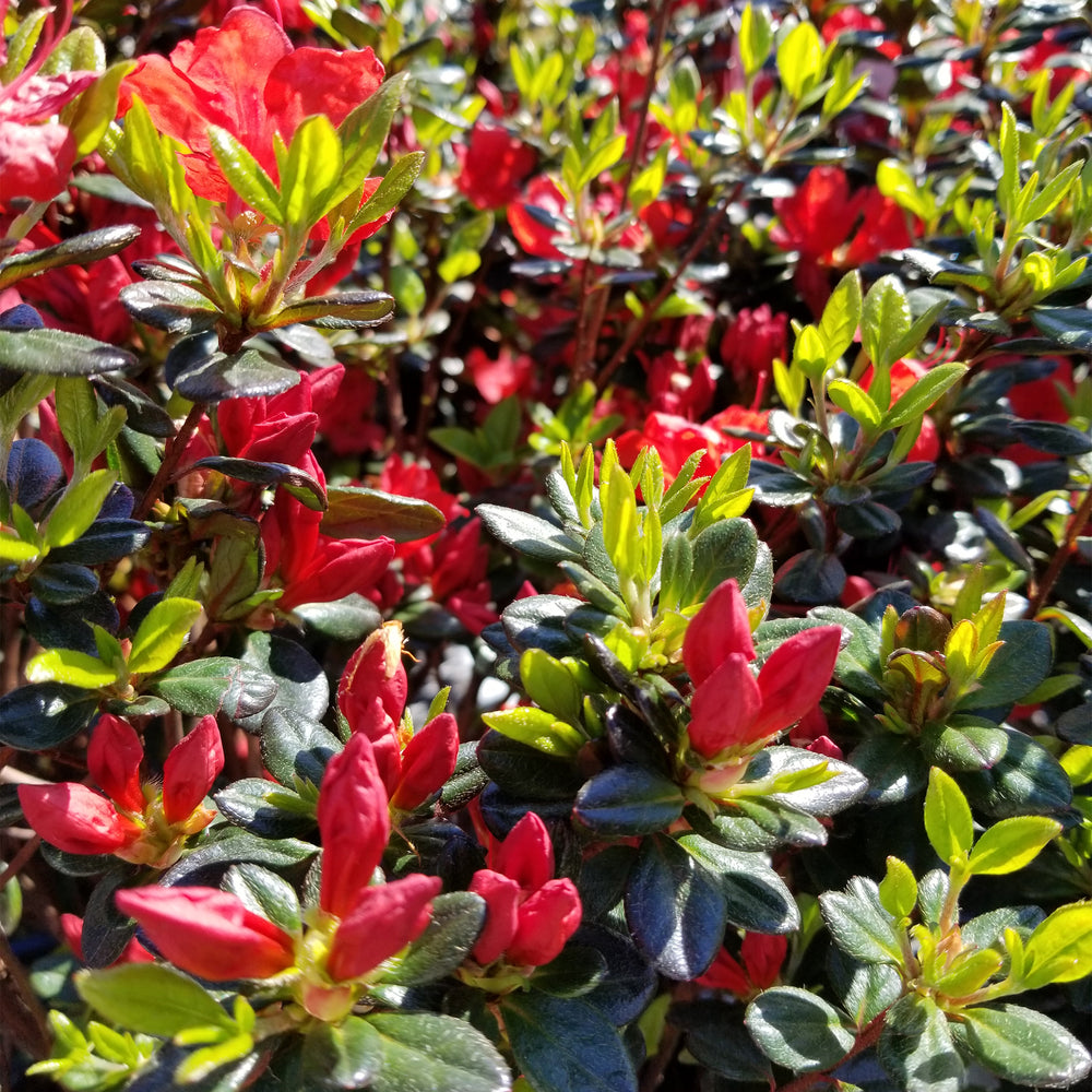 Stewartstonian Azalea