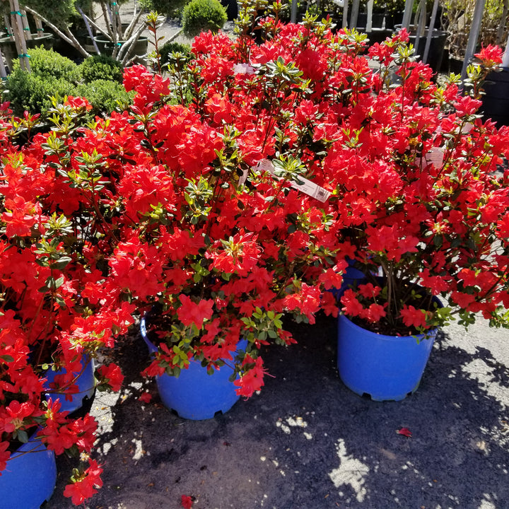 Stewartstonian Azalea