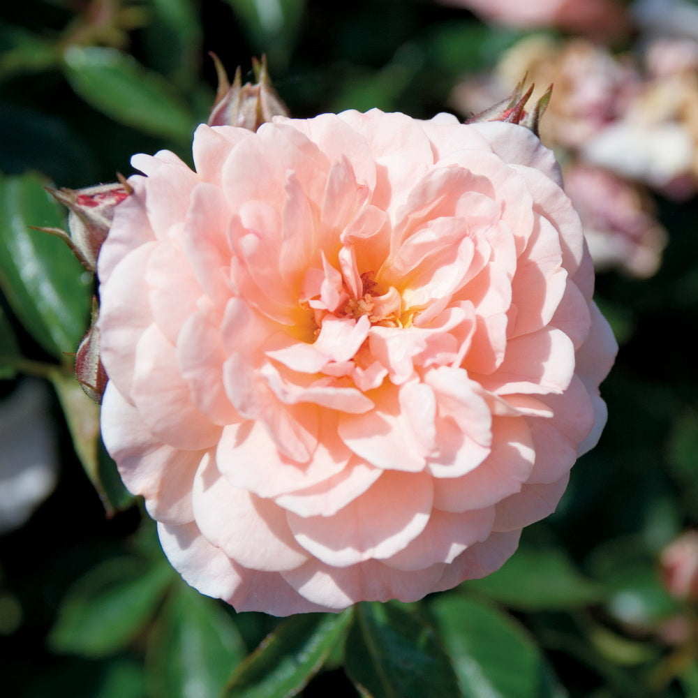 Apricot Drift® Rose