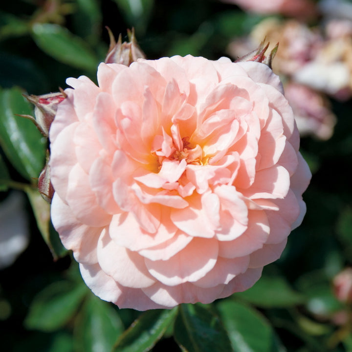 Apricot Drift® Rose