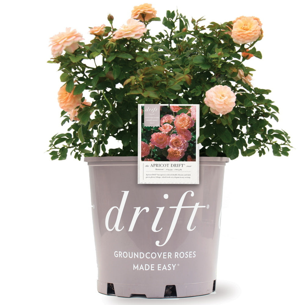 Apricot Drift® Rose