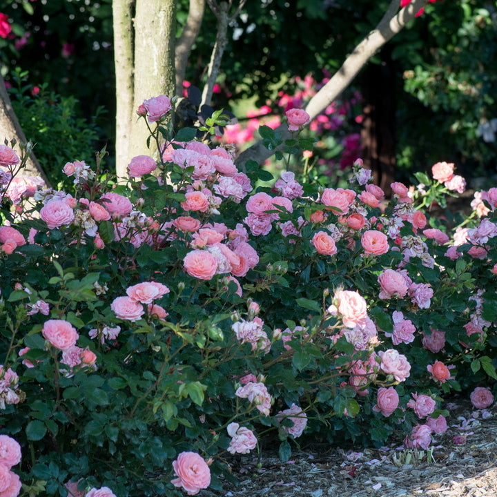 Apricot Drift® Rose