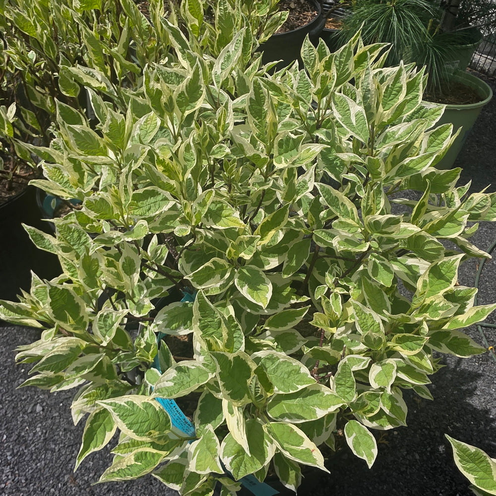 Ivory Halo® Dogwood