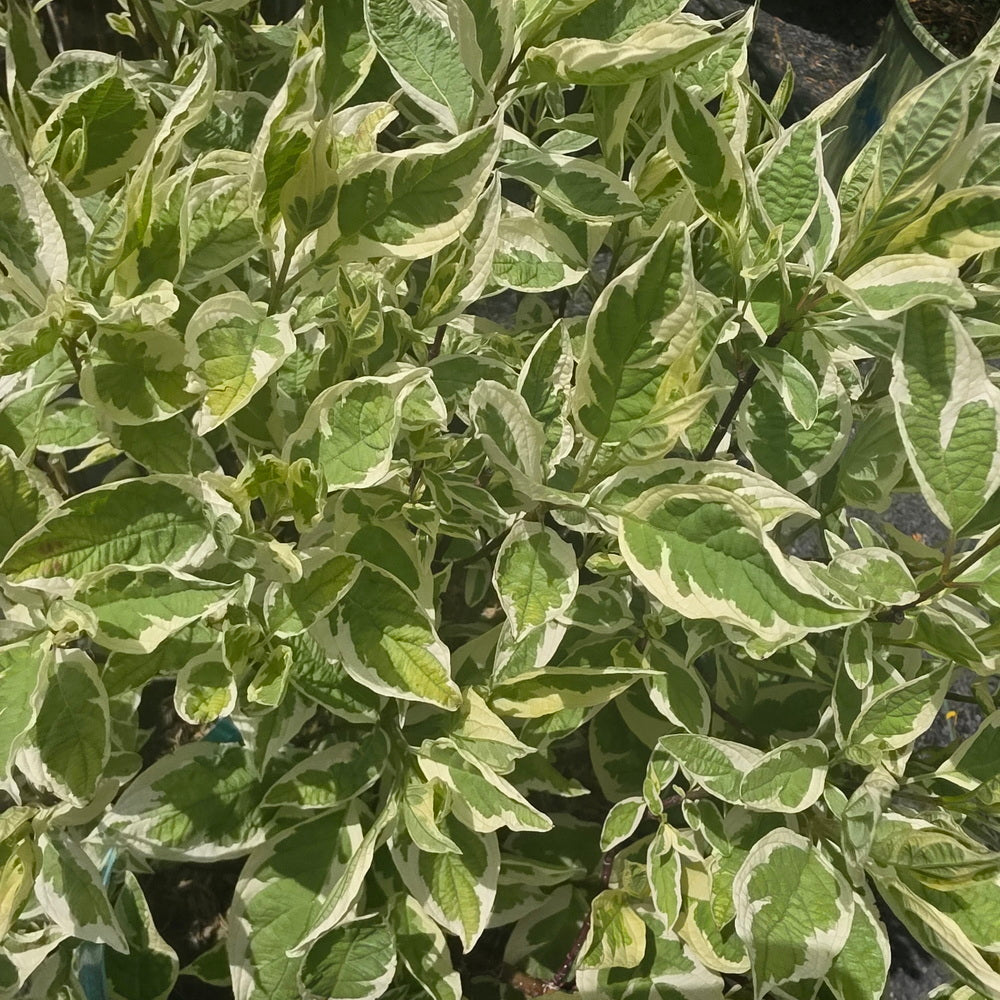 Ivory Halo® Dogwood