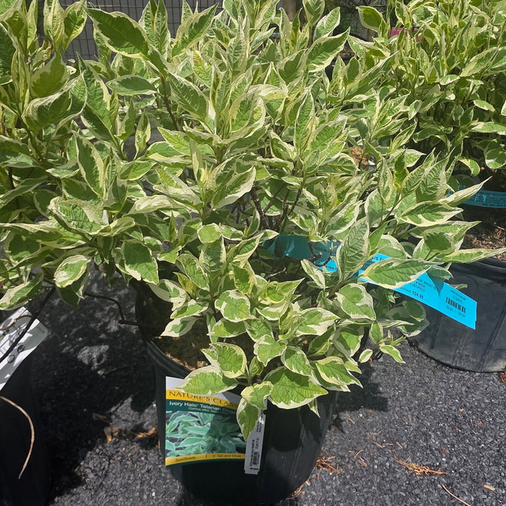 Ivory Halo® Dogwood