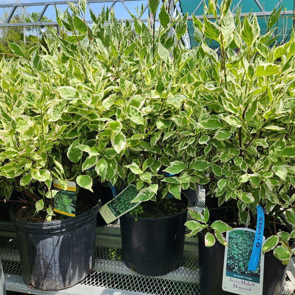 Ivory Halo® Dogwood