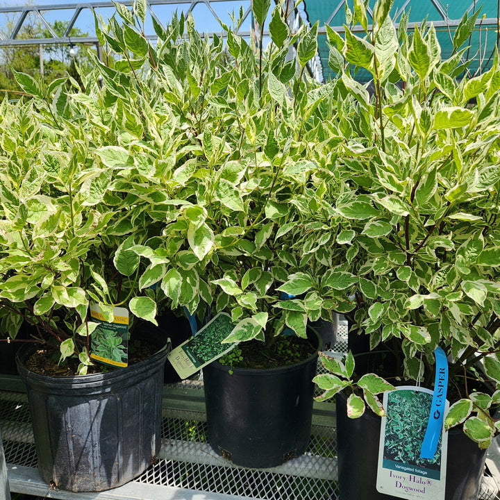 Ivory Halo® Dogwood