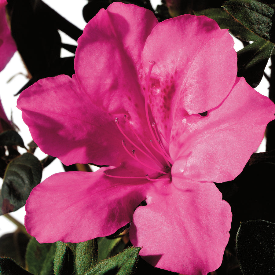 Autumn Sangria® Encore Azalea