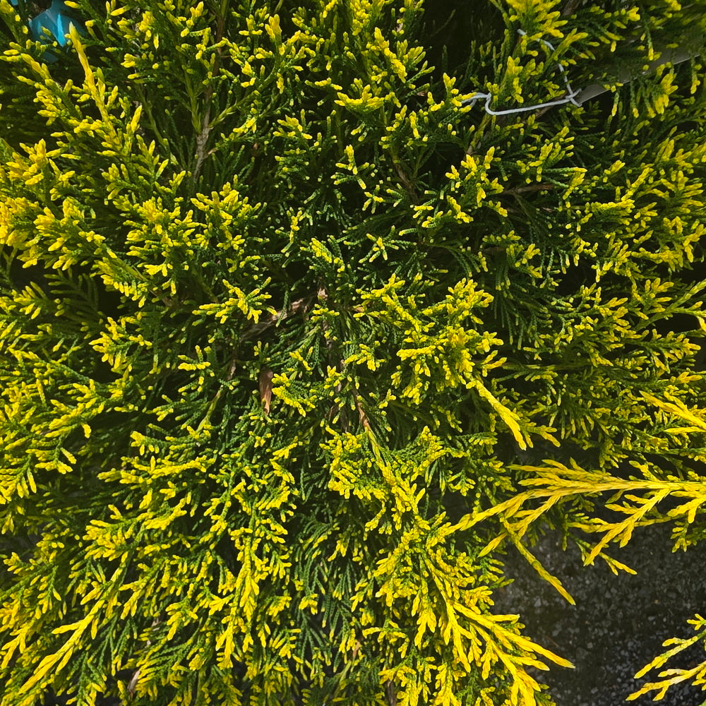 Sea of Gold® Juniper