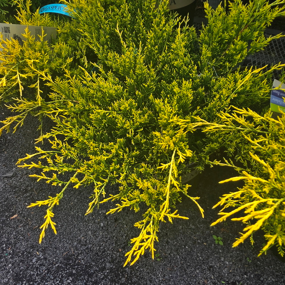 Sea of Gold® Juniper