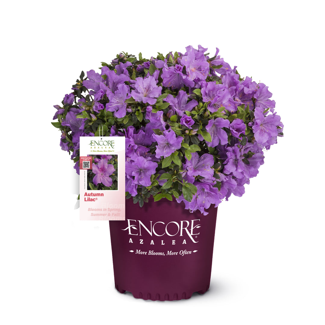 Autumn Lilac® Encore Azalea
