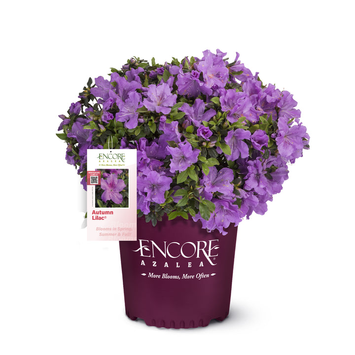 Autumn Lilac® Encore Azalea