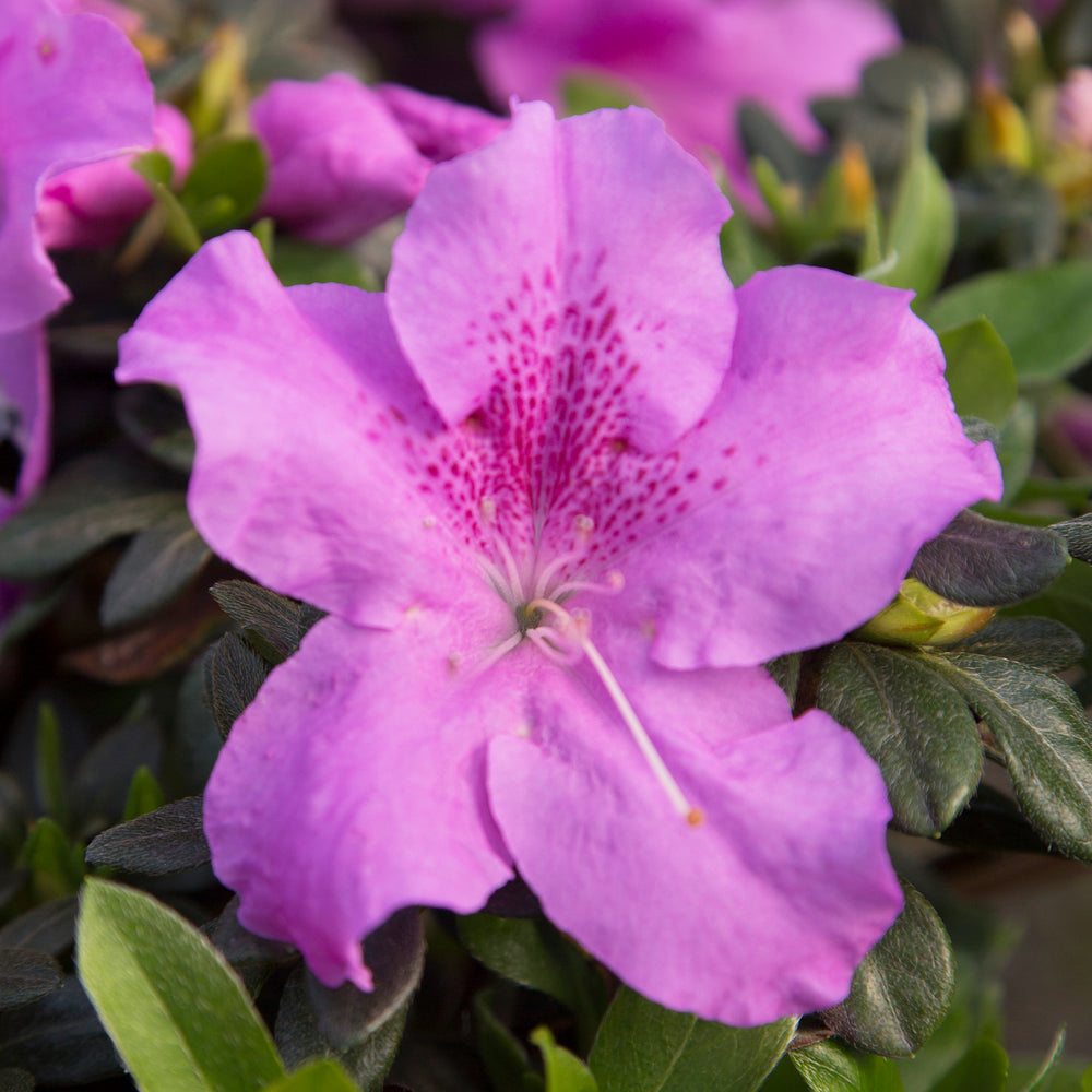 Autumn Lilac® Encore Azalea