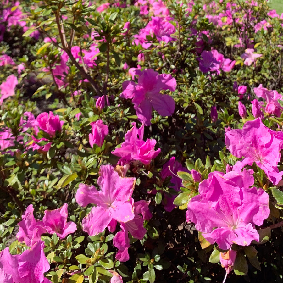 Autumn Lilac® Encore Azalea