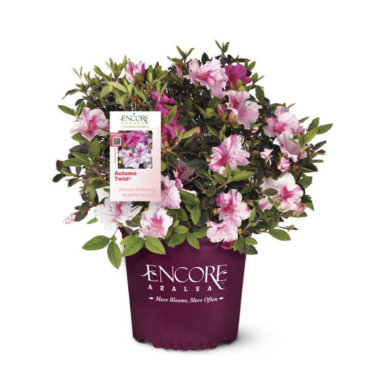 Autumn Twist® Encore Azalea
