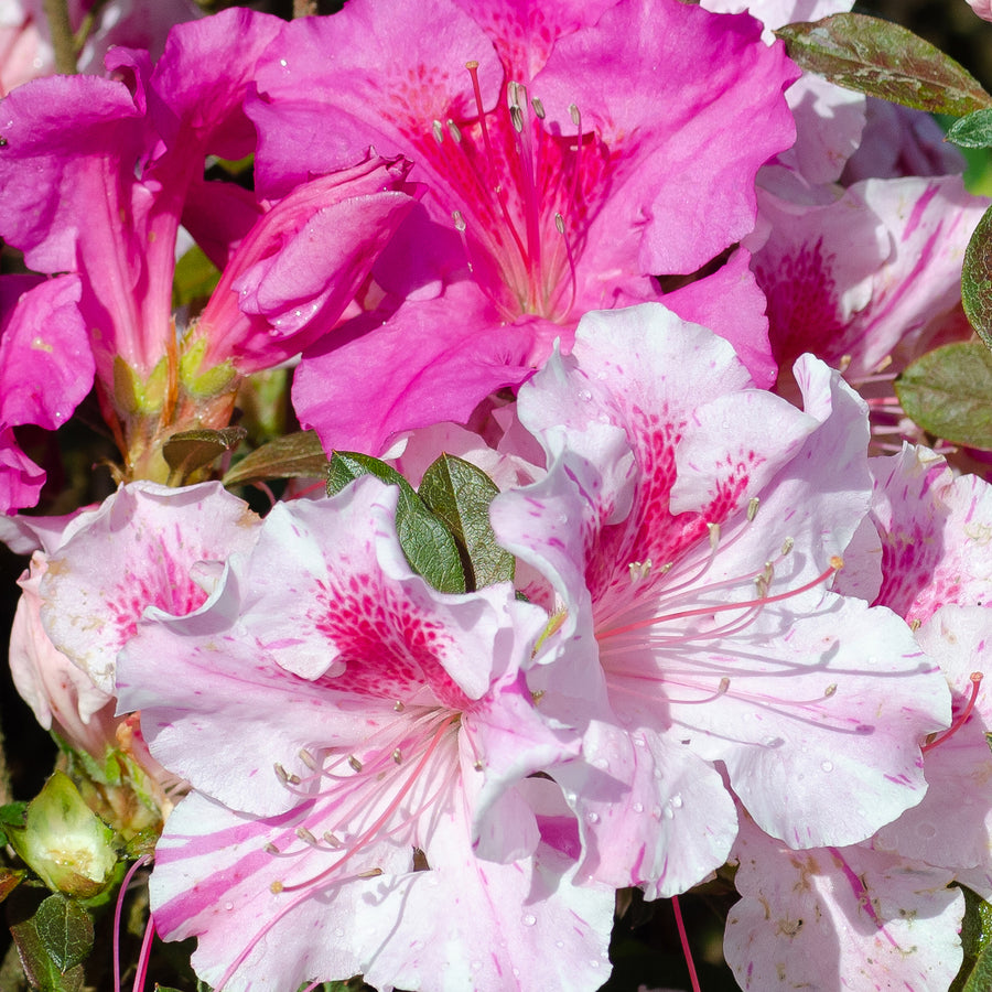 Autumn Twist® Encore Azalea