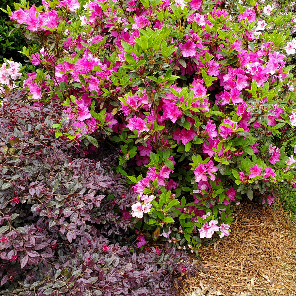Autumn Twist® Encore Azalea