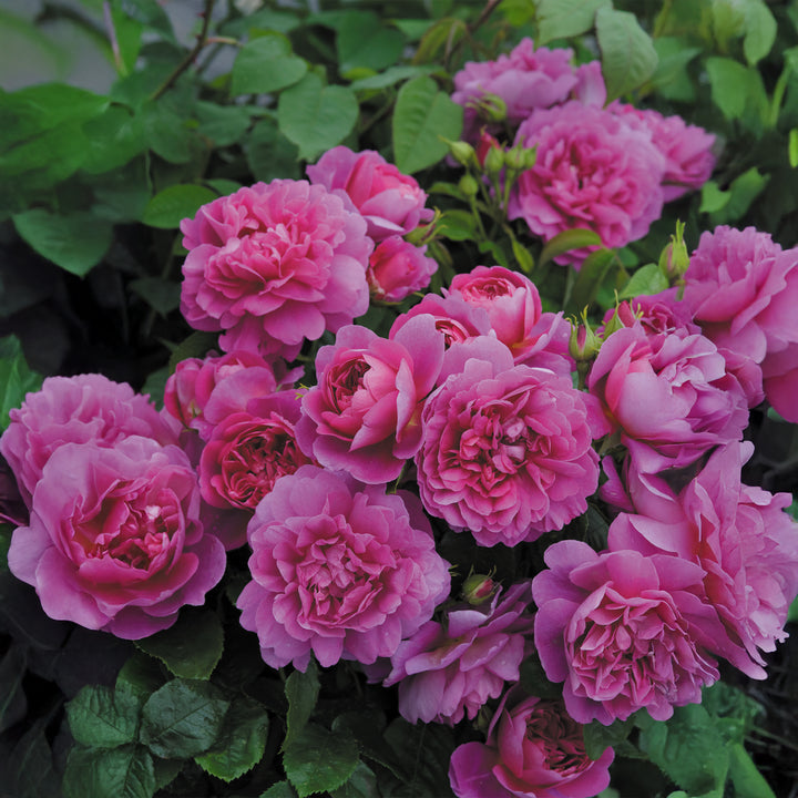 David Austin Princess Anne® Rose