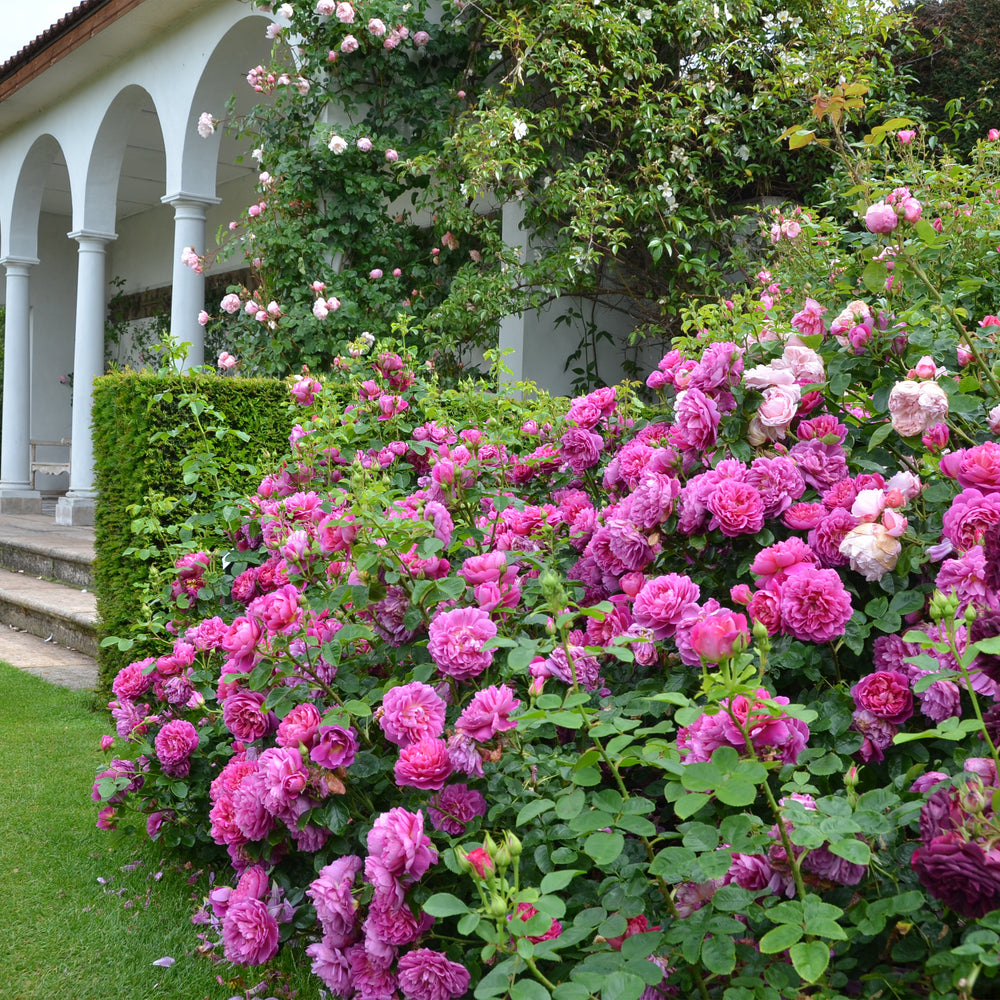 David Austin Princess Anne® Rose