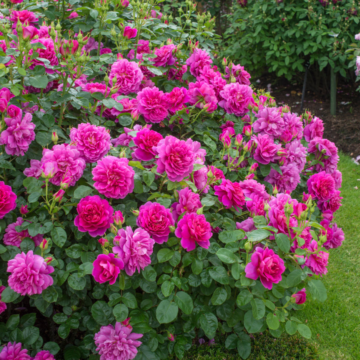 David Austin Princess Anne® Rose