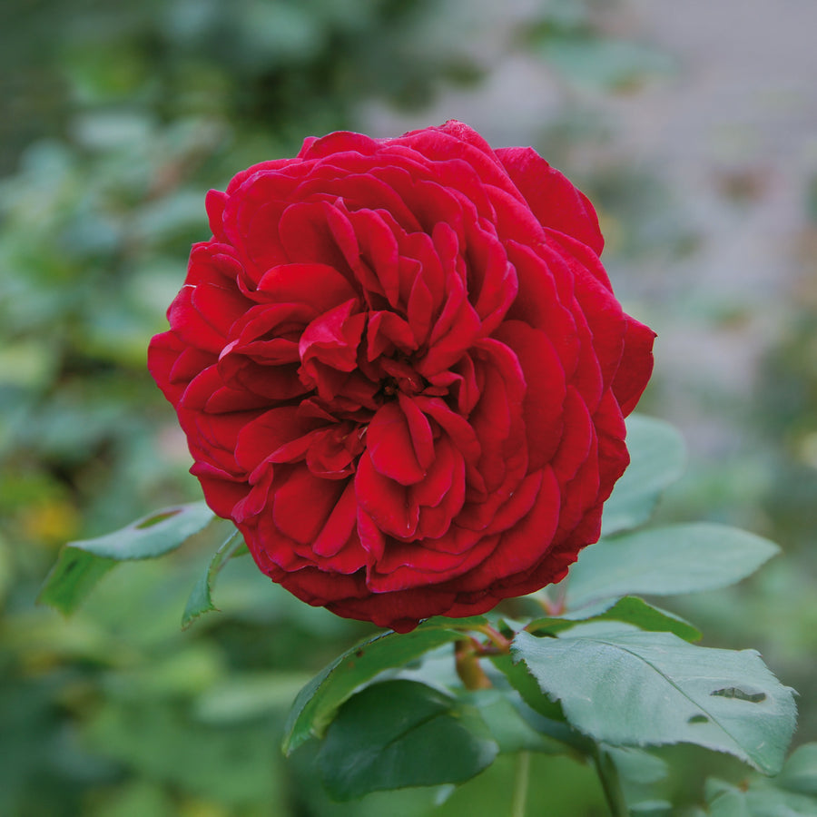 David Austin Tess of the d’Urbervilles® Climbing Rose