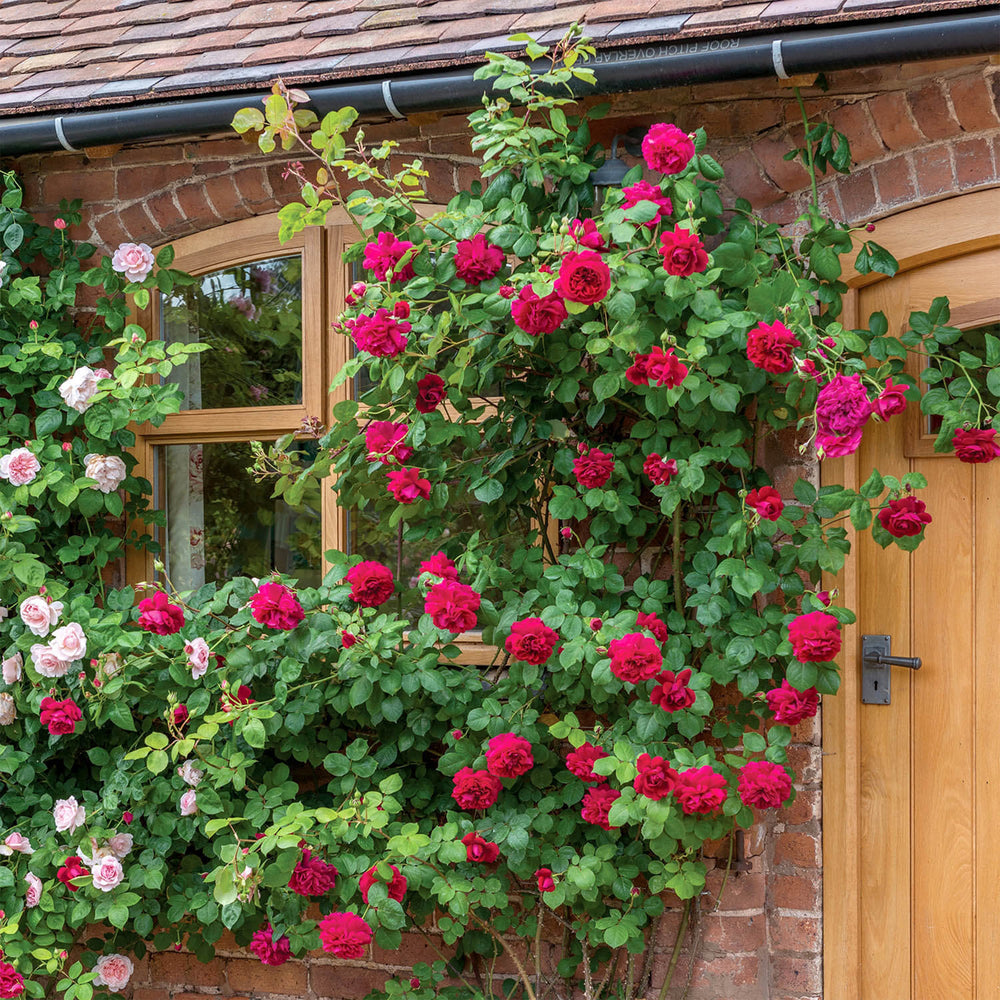 David Austin Tess of the d’Urbervilles® Climbing Rose
