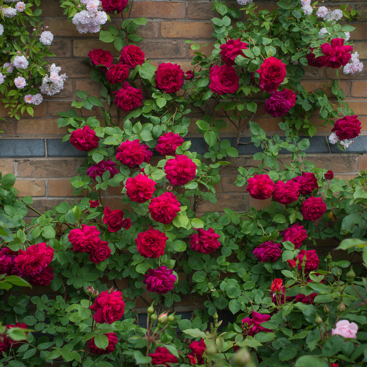 David Austin Tess of the d’Urbervilles® Climbing Rose