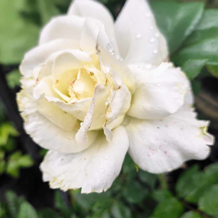 John F. Kennedy Rose
