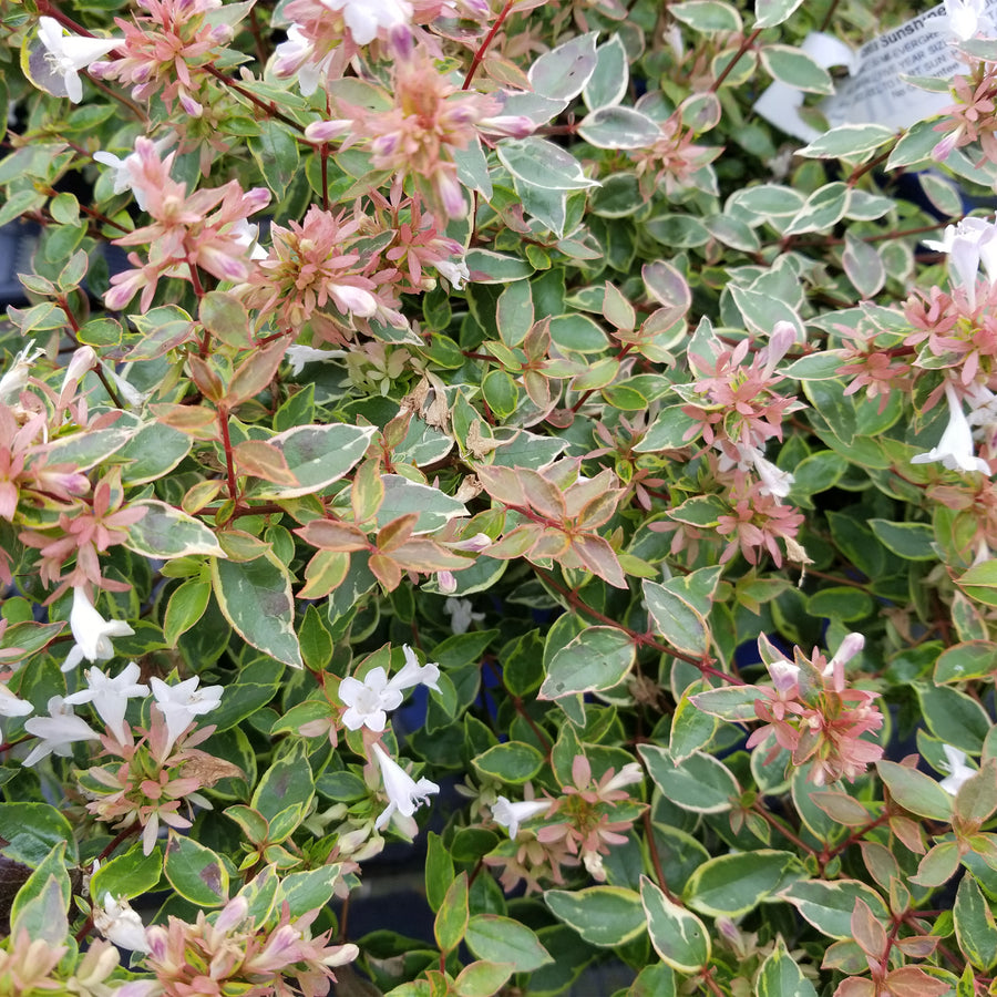 Sunshine Daydream Abelia