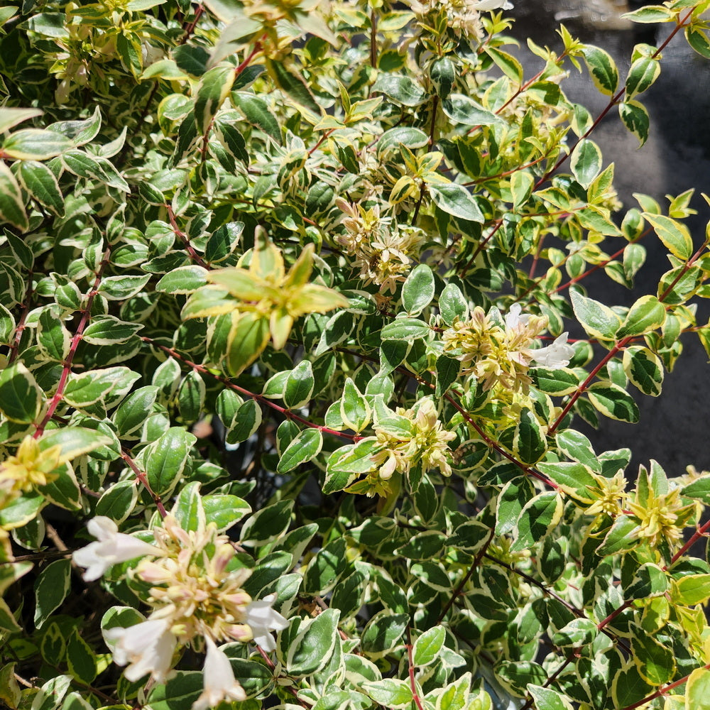 Sunshine Daydream Abelia