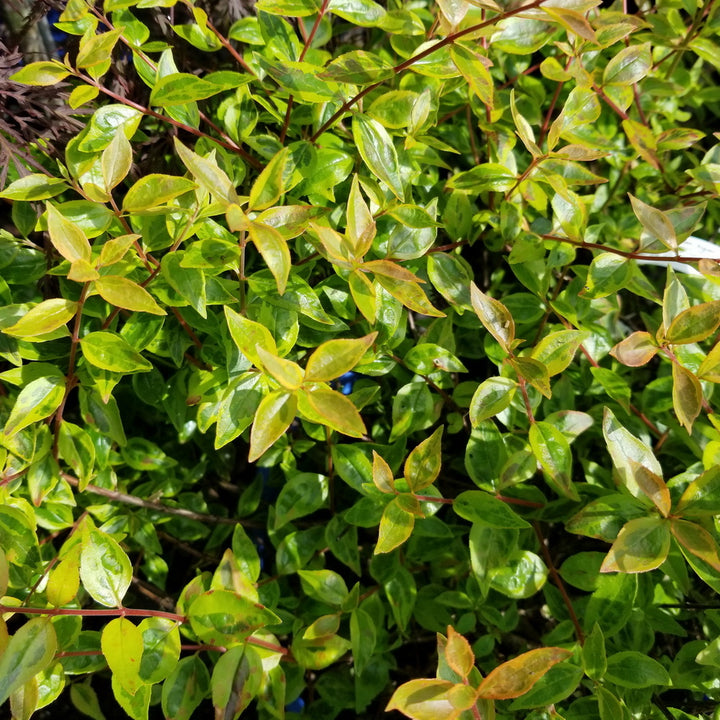 Sunshine Daydream Abelia