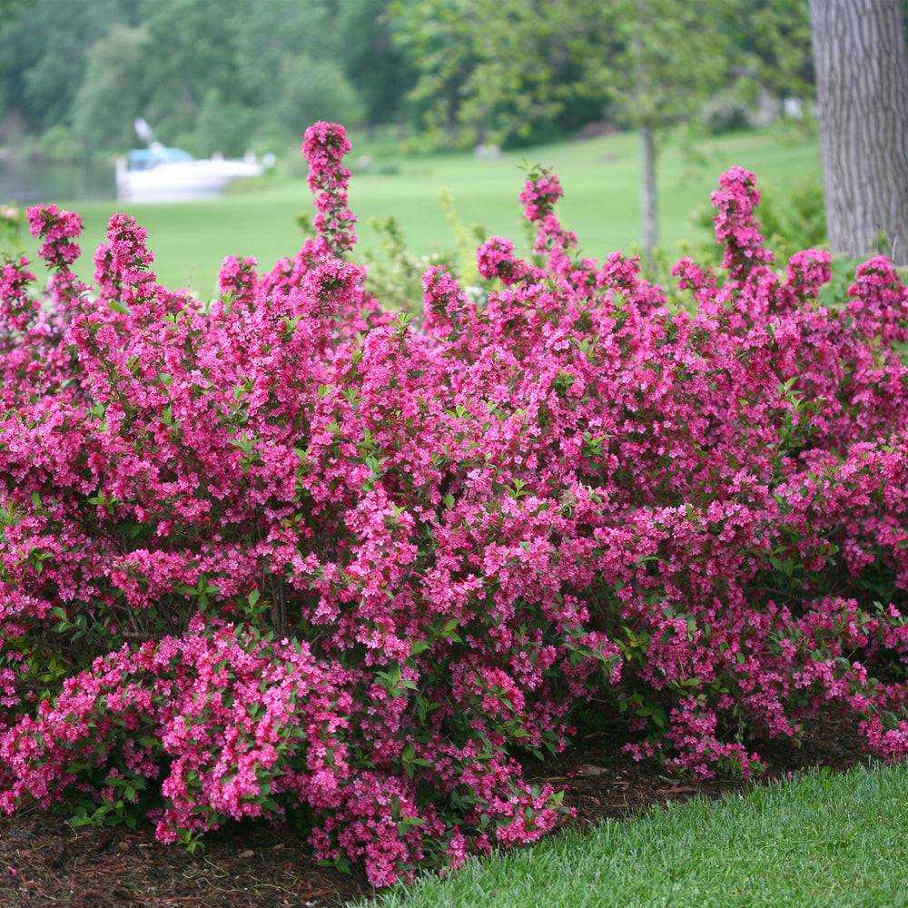 Sonic Bloom® Pink Weigela