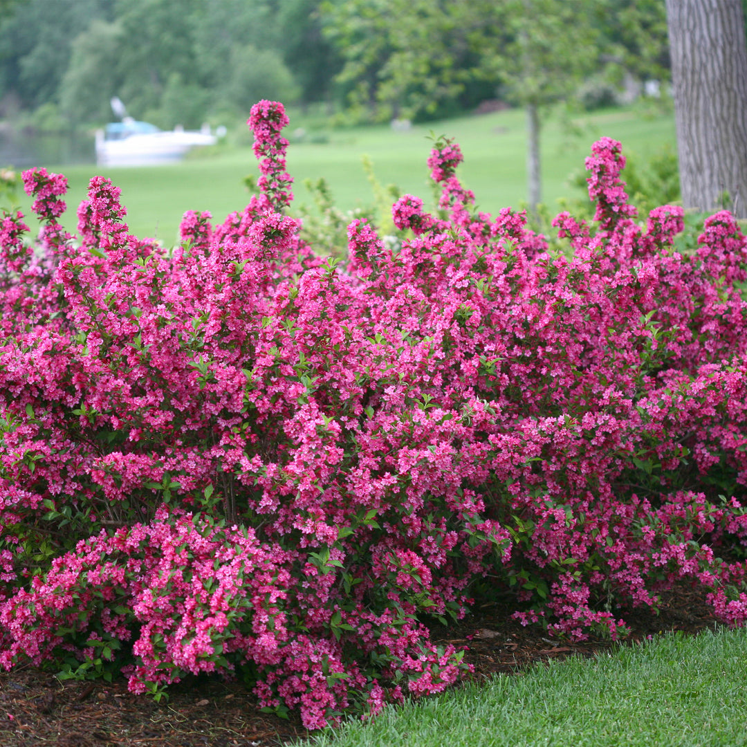Sonic Bloom® Pink Weigela