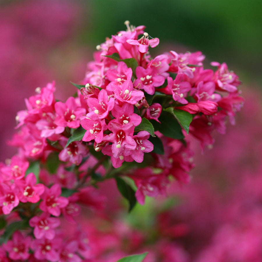 Sonic Bloom® Pink Weigela