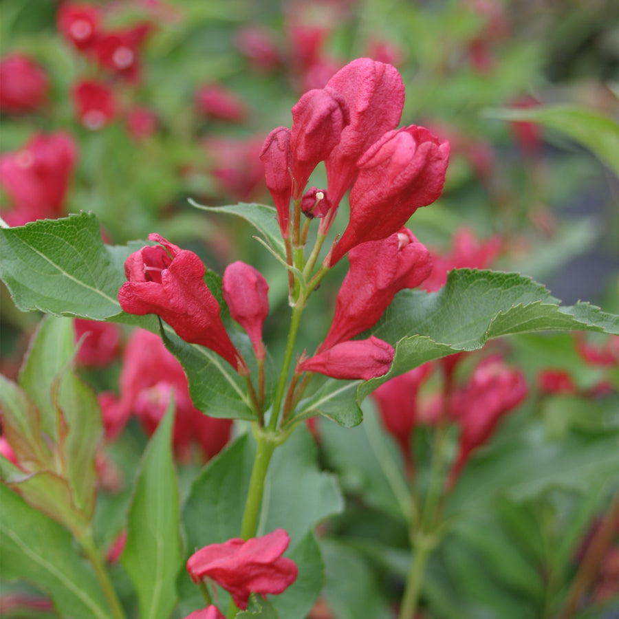 Sonic Bloom® Red Weigela