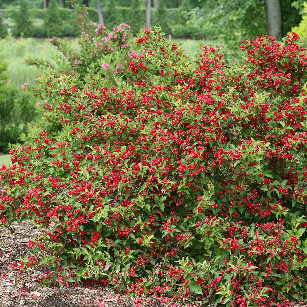 Sonic Bloom® Red Weigela
