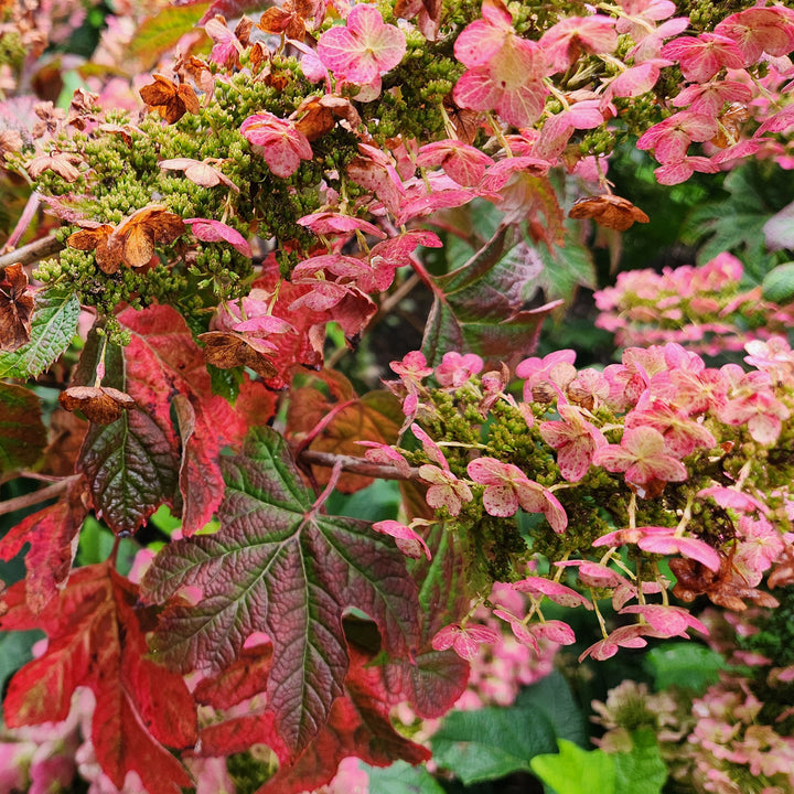 Ruby Slippers Oakleaf Hydrangea