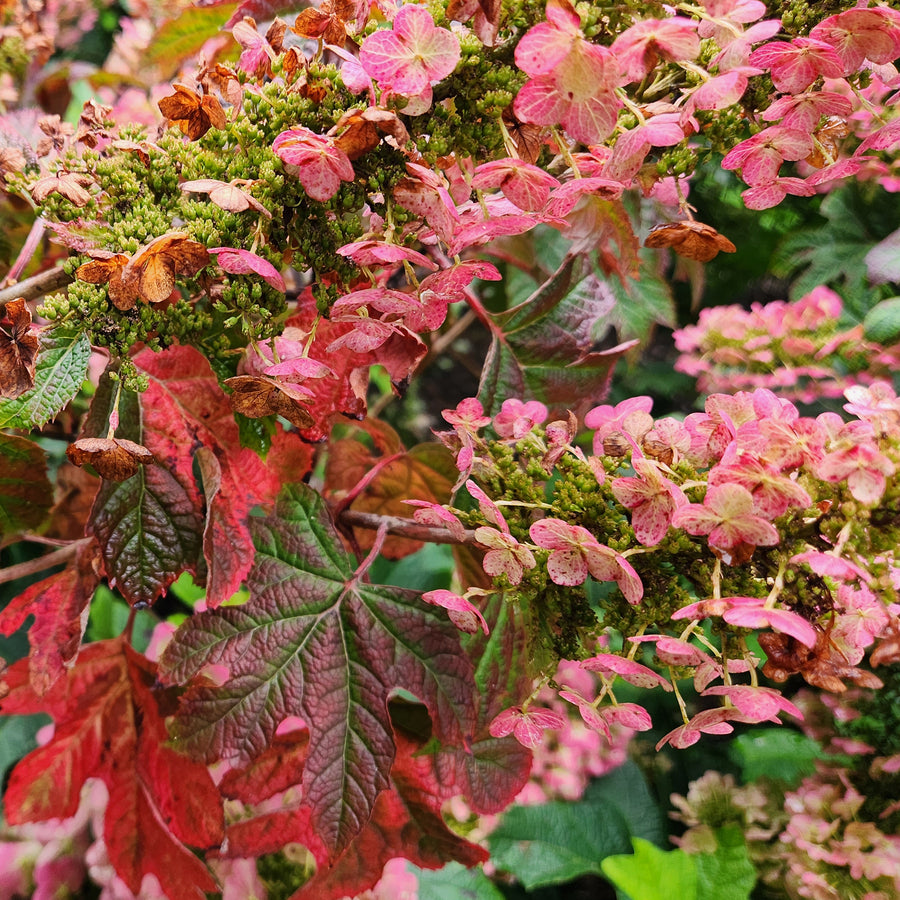 Ruby Slippers Oakleaf Hydrangea