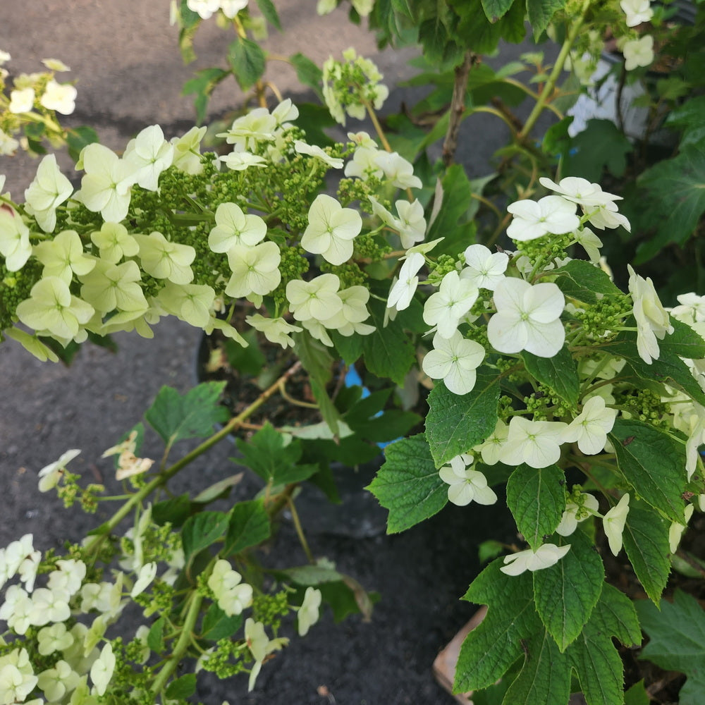 Ruby Slippers Oakleaf Hydrangea